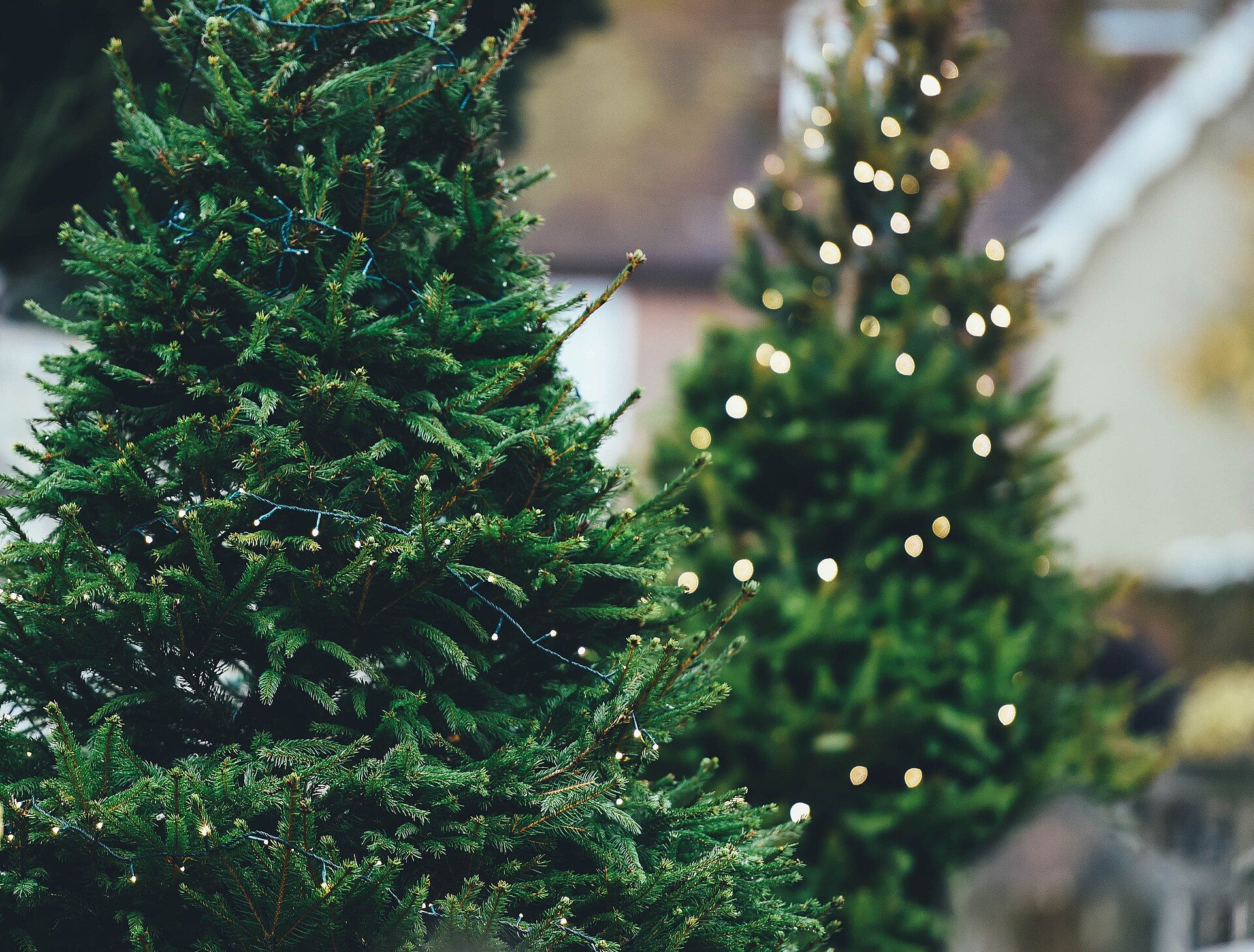 Evergreen trees wrapped in warm white lights